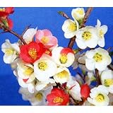 木瓜[ボケ]：日月星（ジツゲツセイ）3～4号ポット 2株セット[鉢植え・盆栽向き]