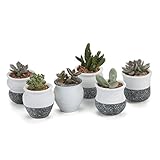 T4U 6CM 陶器ミ二植木鉢 韓国風の雪花シリーズ 多肉植物 サボテン鉢 フラワーポット プランター容器 フルセット 6個入り