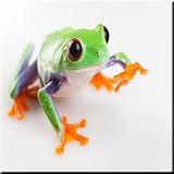 Rikki Knight Frogクローズアップレッド目デザインアートセラミックタイル4 by 4インチ、