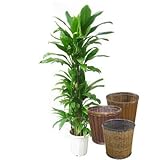 ヒロバドラセナ【バスケット(鉢カバー) 付き】 バスケット03