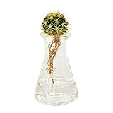 cacti aqua カクティアクア 水だけで育てるサボテン 水栽培 (cacti aqua MINI)