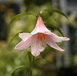 【山野草】姫サユリ（ヒメサユリ）