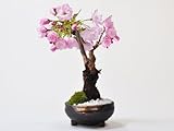 盆栽妙 桜のミニ盆栽 4月開花 樹高15cm×幅10cm