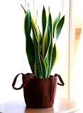 サンスベリア 5号鉢 エコバック 観葉植物 インテリア グリーン