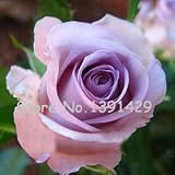 11.11 On 120 Lavender Rose Seeds Elegant Fragrant DIY Home Garden Bush Bonsai Yard Flower So Special