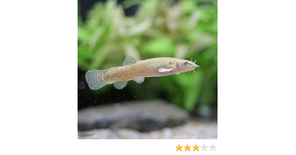 Amazon 淡水魚 ホトケドジョウ １匹 どじょう Charm チャーム 観賞魚 水中生物 通販