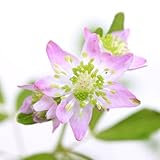 (山野草)錦カラマツ 3号(1ポット) 本州・四国限定[生体]