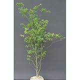 ハイノキ 常緑樹 白花 香り