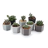 T4U 7CM 陶器ミニ植木鉢 六角形 マット表面 多肉植物 サボテン鉢 フラワーポット プランター容器 フルカラー 8個入り