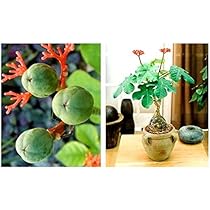 ヤトロファ　ポダグリカ 種子] ヤトロファ ポダグリカ Jatropha podagricaの商品情報