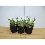 【5ポットセット】 チゴザサ 9cmポット （笹） グランドカバーに 苗木 植木 苗 庭木 生け垣