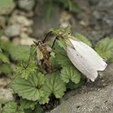 石立ホタルブクロ