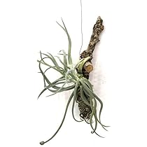 【現品】特大　ティランジア・ドゥラティ（チランジア・ドラティ）２R番 チランジア ドゥラティー サクサティリス Tillandsia duratii