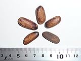 【松の種】マキシマルティネツィマツ＜マキシマルティネツィ松＞ 種子5粒 Big-cone pinyon 5 seeds 〔Pinus maximartinezii〕