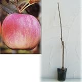 リンゴ：YD（ワイダイ）富士（ふじ）4.5号ポット[矮性台木][苗木]