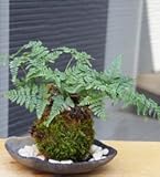 太い根茎、涼しげな葉が魅力のシダ植物【しのぶ（シノブ）の苔玉・炭化焼締器セット】 (敷石の色（白）)