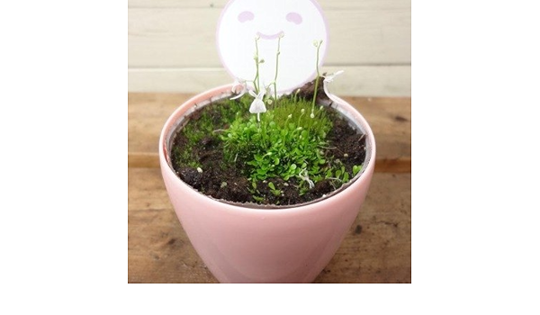 Amazon 観葉植物 食虫植物 ウサギゴケ 観葉植物 オンライン通販