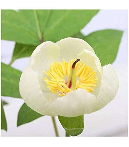 Amazon.co.jp: 芍薬苗 シャクヤク セット 3種3株 / 国華園 24年秋商品