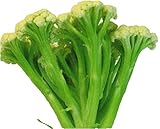 カリフラワー 苗 カリフローレCavolfiore スティックカリフラワー 5ポットセット