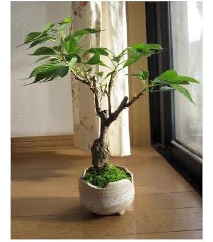 金明ラッキョウ竹　希少　盆栽　庭植　タケノコ Amazon｜金明ラッキョウ竹 盆栽 庭植 タケノコ｜観葉植物 オンライン通販