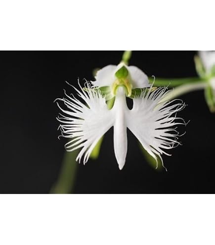 Amazon｜サギソウ 球根｜観葉植物 オンライン通販