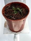 食虫植物 Utricularia dichotoma(ウトリクラリア ディコトマ)