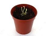 【食虫植物】Sarracenia xNight Sky(サラセニア ナイトスカイ)実生系【Baby plants】