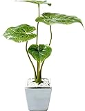 ポピー 造花の観葉植物 フィロデンドロンソデロイ GLA-1172