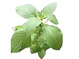ホーリーバジル 40粒 (トゥルシーの種）