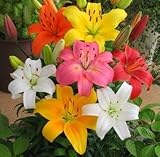 スカシユリ　１０球入