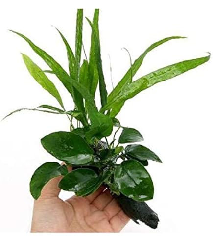 Amazon.co.jp: (水草)アヌビアスナナ プチ&ミクロソリウム Amazon.co.jp: (水草)アヌビアスナナ プチ&ミクロソリウム