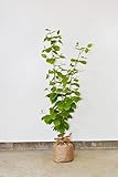 ナツロウバイ 夏蝋梅 100-120cm 花が咲く 植木 シャラメイ 庭木