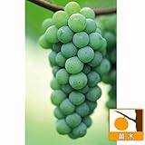 ブドウ：ナイアガラ挿木苗4～5号ポット ノーブランド品