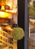 吊るしたり、置いたり。ふんわりとやさしい苔を飾ってください【MOSS BALL（モスボール）】　Mサイズ