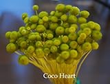 ~Coco Heart~　アマレリー　グリーン　大束　（木の実・ドライフラワー）