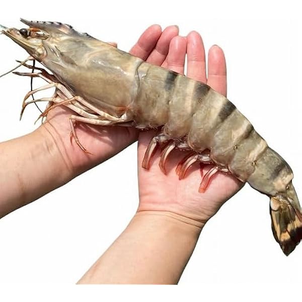えび Amazon.co.jp: 超超超特大サイズ 約16尾～24尾入り 4/6サイズ 1.8kg