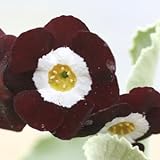 [ オーリキュラ ] スーパーパラ