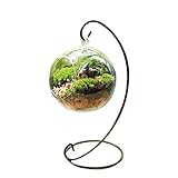 魅力的で透明なガラスボール、花瓶、花器です。多肉植物のコンテナ /ブラックメタルス タンド 長12.5CM X 高22.5CMX幅10CM (小23cm)