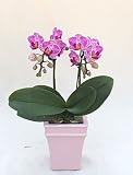 VALENTINE'S DAY FLOWER GIFT FOR YOUR LOVE ONES. MINI ORCHID PHALAENOPSIS (PINK) DOUBLE STEMS. ANNIVE