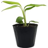 月桃苗 小サイズ（9cmポット）