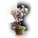 今年はチャレンジ サクラ盆栽でお花見 桜盆栽