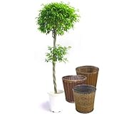 フィカス・ベンジャミナ(スタンダード仕立て)【バスケット(鉢カバー) 付き】 バスケット03