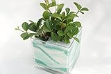 【土を使っていないから衛生的！インテリアにぴったり】　観葉植物　ハイドロカルチャー　アクリルガラス12　カラーペット　エメラルドグリーン　苗一種