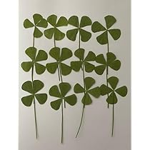 Amazon | 四つ葉のクローバー24枚 押し花 ドライフラワー | 彩香