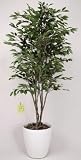光触媒観葉植物 ベンジャミンツリー 156A350