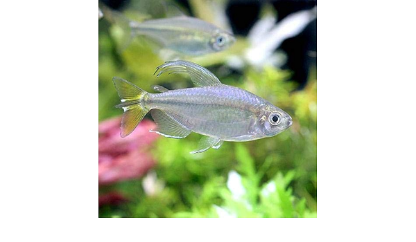 Amazon 熱帯魚 イエローコンゴテトラ ３匹 北海道 九州航空便要保温 Charm チャーム 観賞魚 水中生物 通販