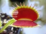 Dionaea muscipula Shark Teeth - venus fly trap - 5 seeds