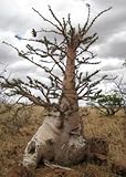 Pachypodium lealii - Bottle Tree - 2 seeds