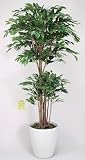 光触媒観葉植物 ﾄﾛﾋﾟｶﾙﾍﾞﾝｼﾞｬﾐﾝ 162A450