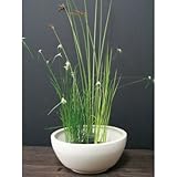 ビオトープセットC 水生植物 鉢付き(白色) 植木 苗 セット商品